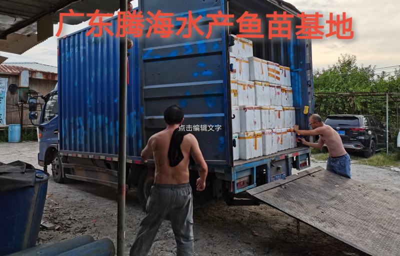 刺鳅鱼苗刀鳅苗中华沙鳅批发基地好养活有价值包回收