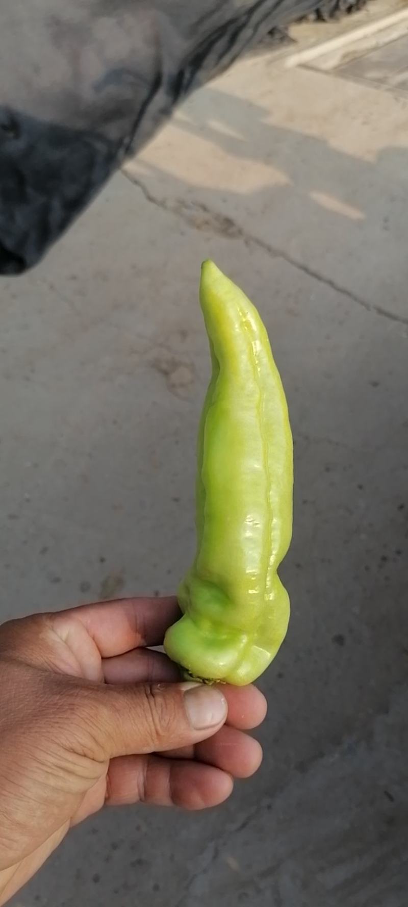 东昊运花糯米，白糯，水果玉来，