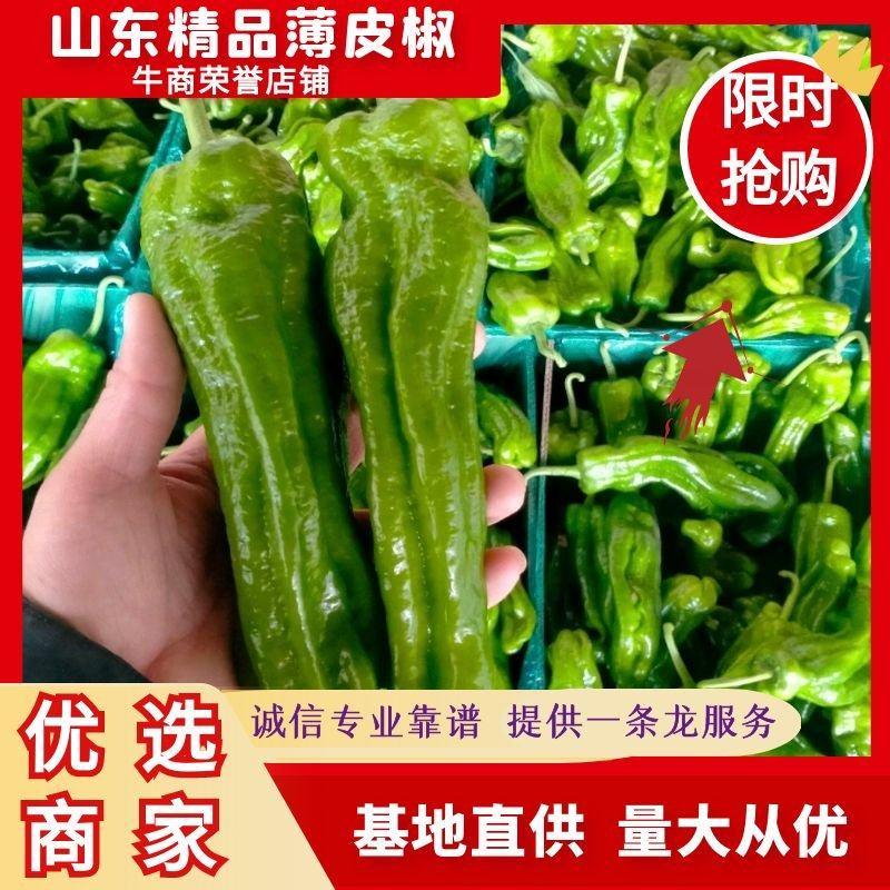 芜湖椒鲜辣椒薄皮椒，苏椒五号，杭椒大量上市中，个头均匀