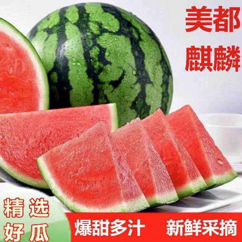 美度都麒麟8424西瓜绿子秀西瓜