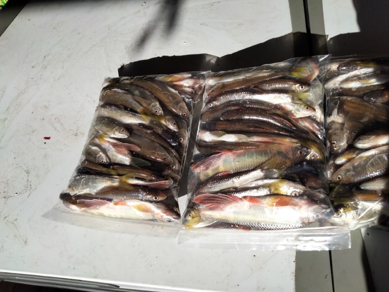 马口桃花鱼大大嘴马口小吸嘴