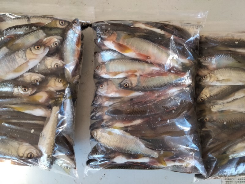 马口桃花鱼大大嘴马口小吸嘴