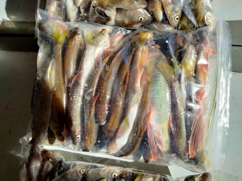 马口桃花鱼大大嘴马口小吸嘴