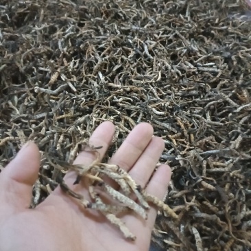 亚香棒虫