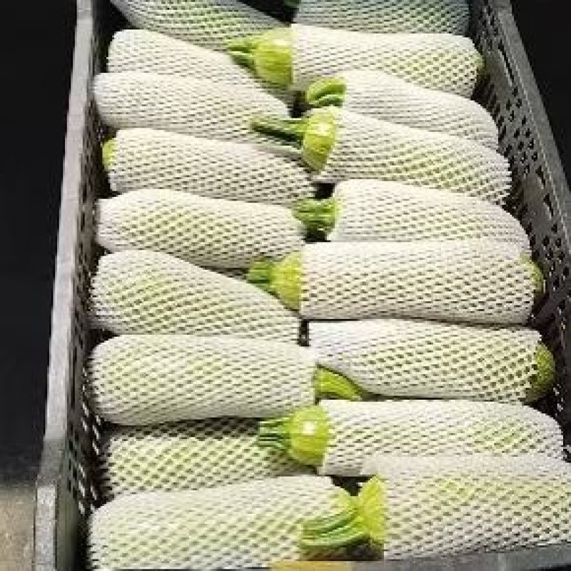 西葫芦