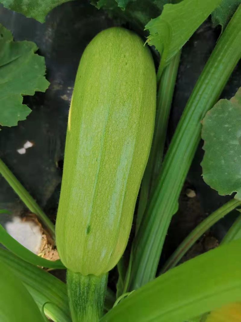 西葫芦