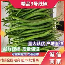 陕西省榆林市定边县白泥井镇线椒大量有货，基地直供，量大从