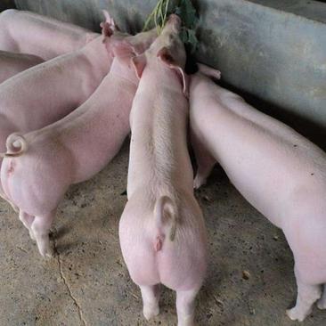 二元母猪原种母猪保证质量安全到家产仔多