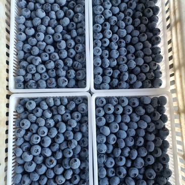 山东蓝莓基地供应大量蓝莓品种全口感甜质量保证