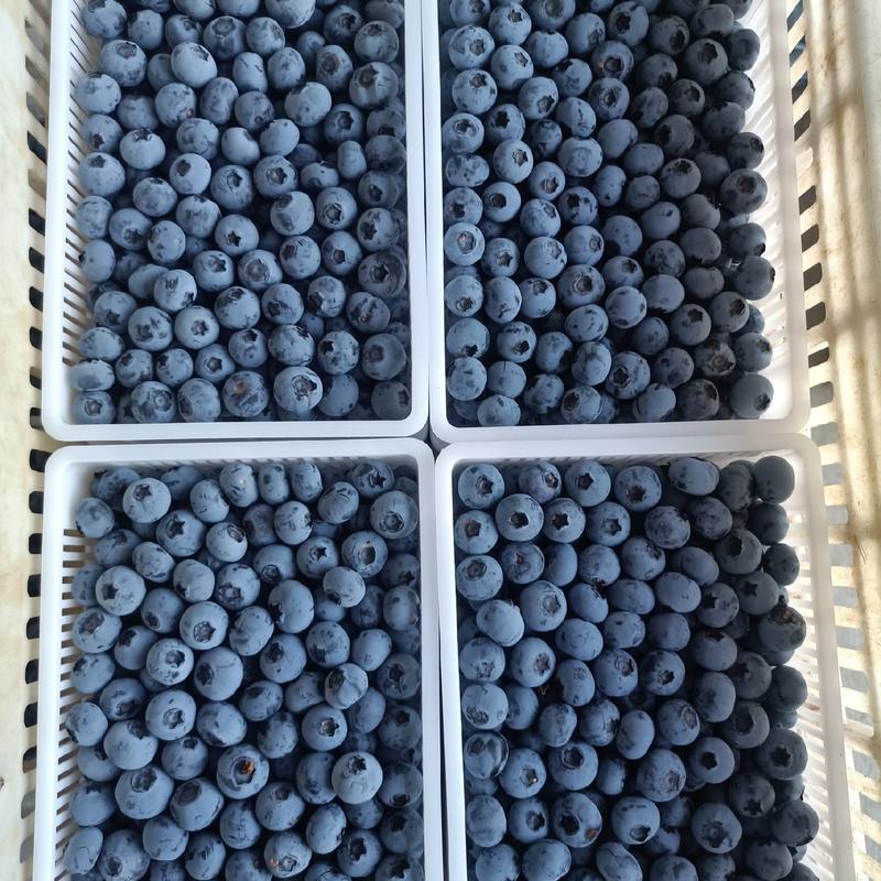 山东蓝莓基地供应大量蓝莓品种全口感甜质量保证