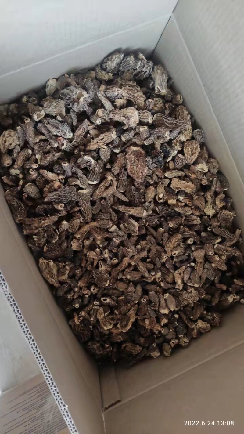俄罗斯野生羊肚菌