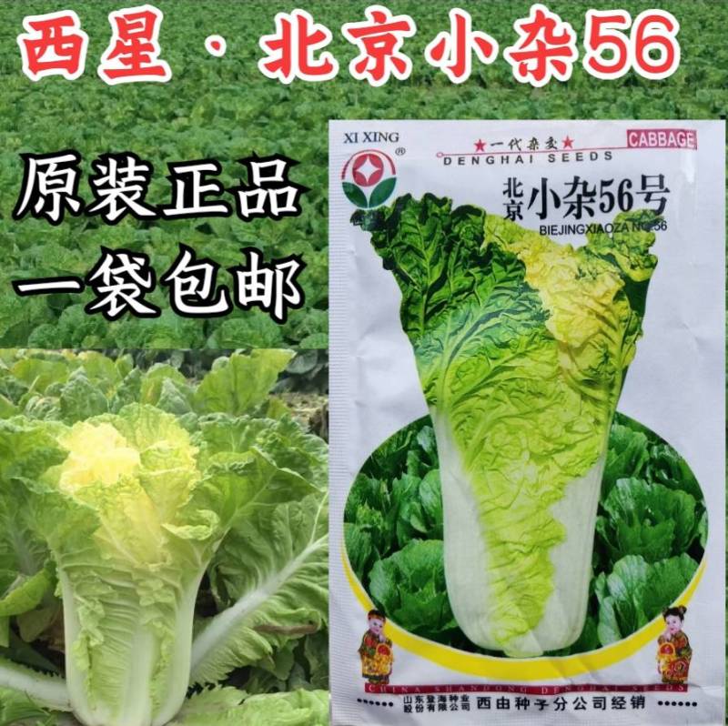 北京小杂55大白菜种子小杂56早熟黄心白菜种子