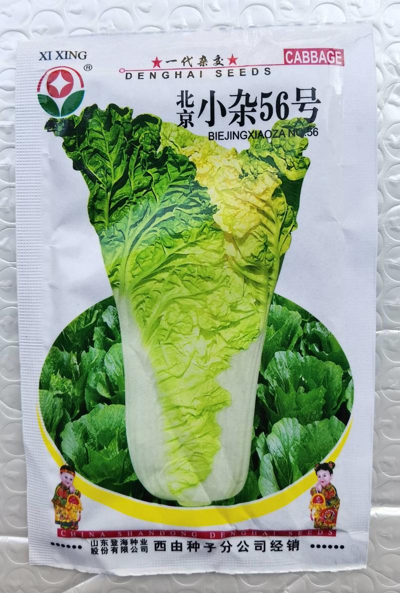 北京小杂55大白菜种子小杂56早熟黄心白菜种子