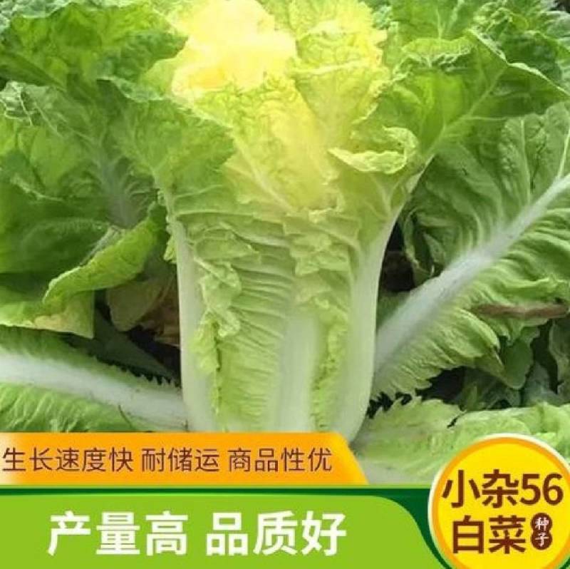 北京小杂55大白菜种子小杂56早熟黄心白菜种子