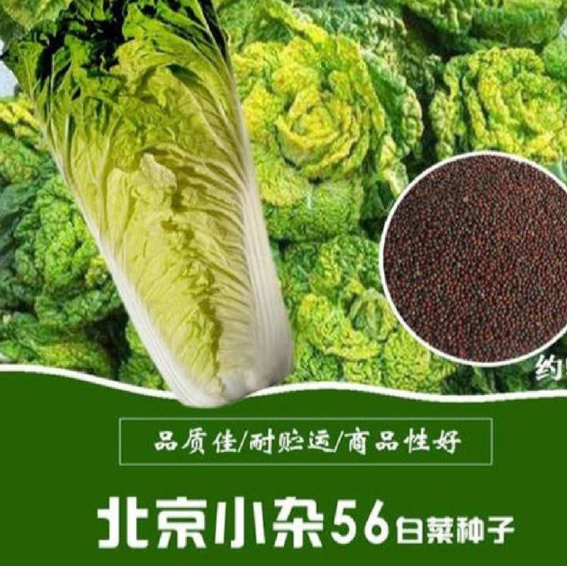 北京小杂55大白菜种子小杂56早熟黄心白菜种子