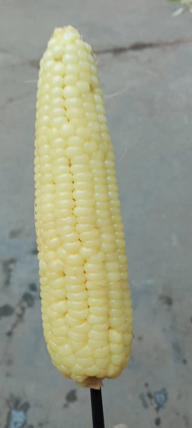 大量糯玉米上市，穗大无虫眼，需要的可联系