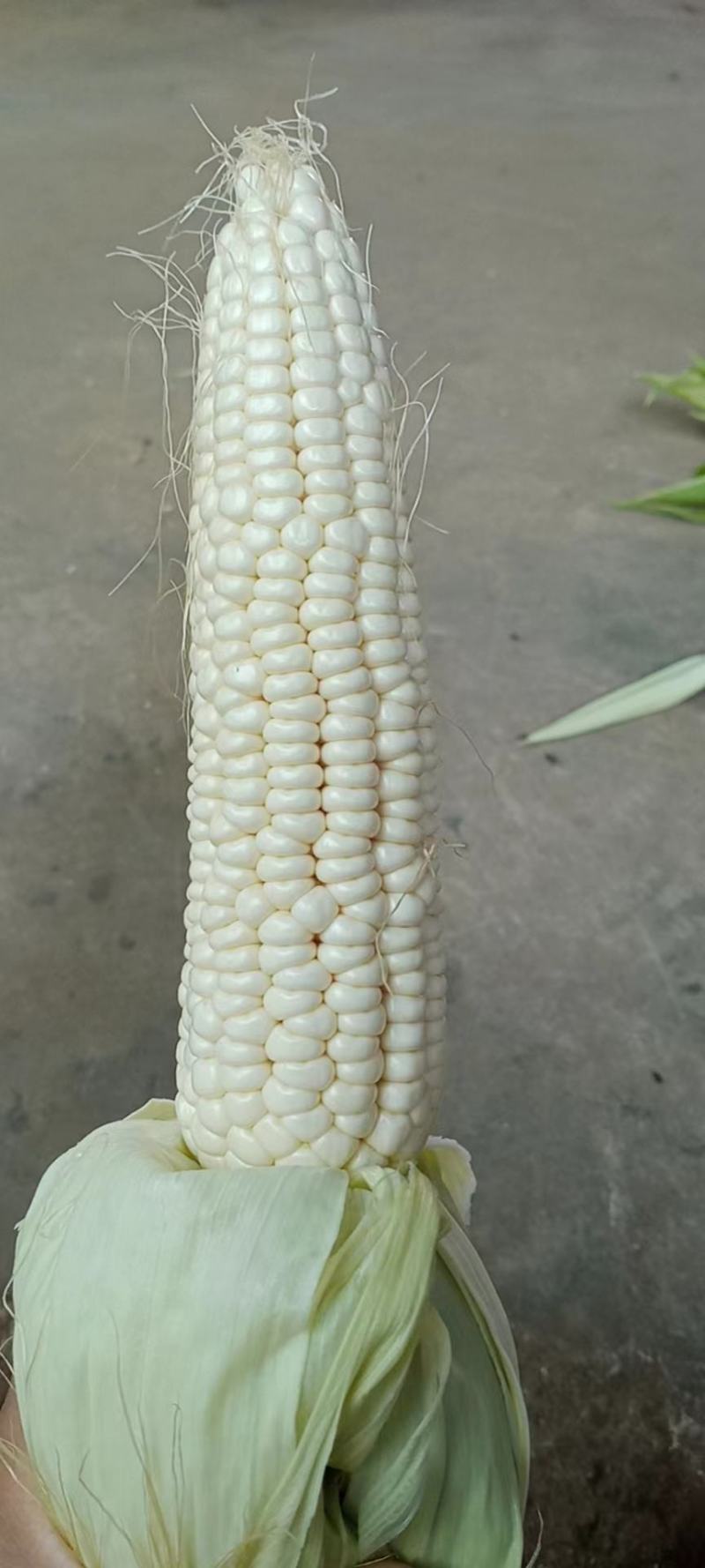大量糯玉米上市，穗大无虫眼，需要的可联系