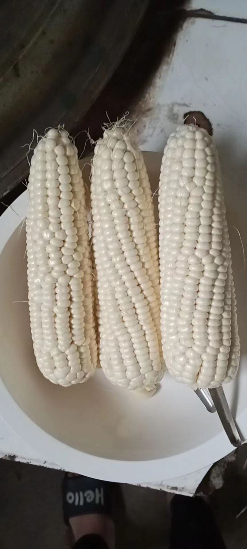 大量糯玉米上市，穗大无虫眼，需要的可联系