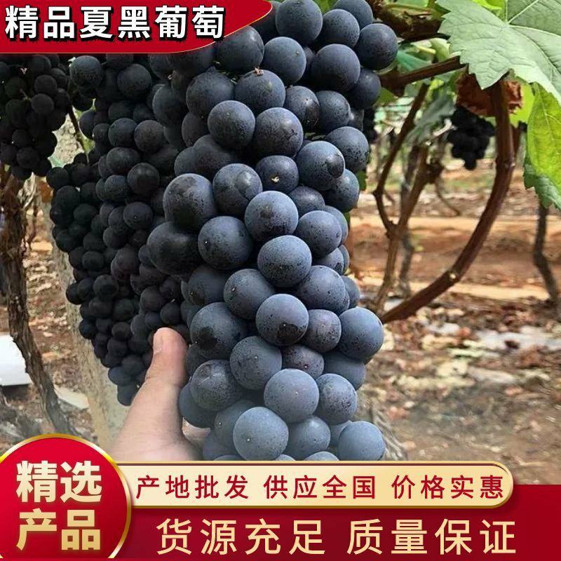 【畅销榜】河北邢台夏黑葡萄大量接单串型好巨甜糖度20.9