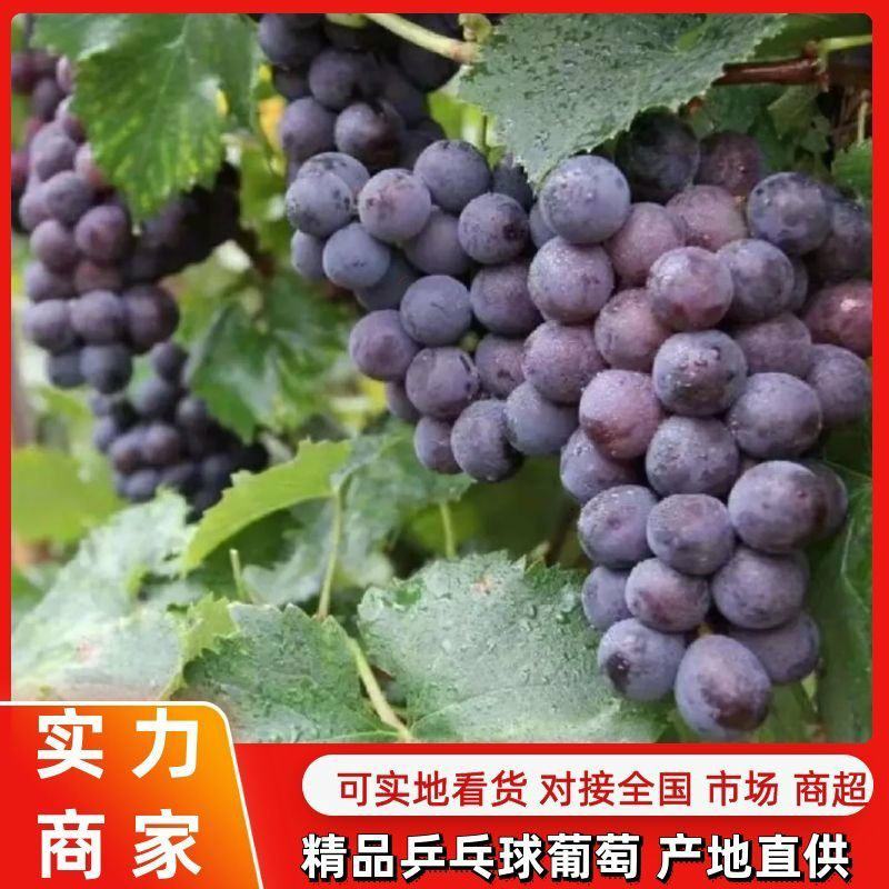 精品乒乓球葡萄产地直供现摘现发价格实惠