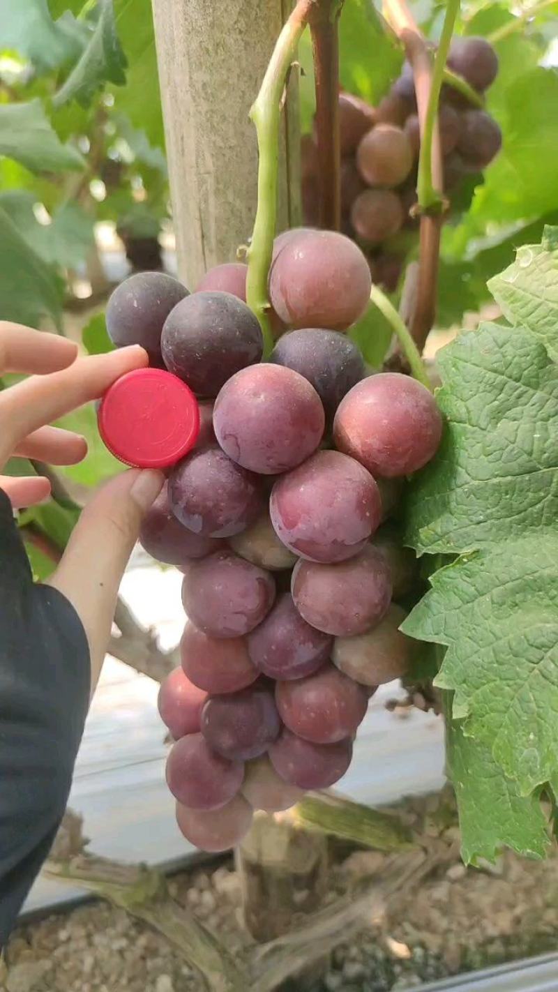 精品乒乓球葡萄产地直供现摘现发价格实惠