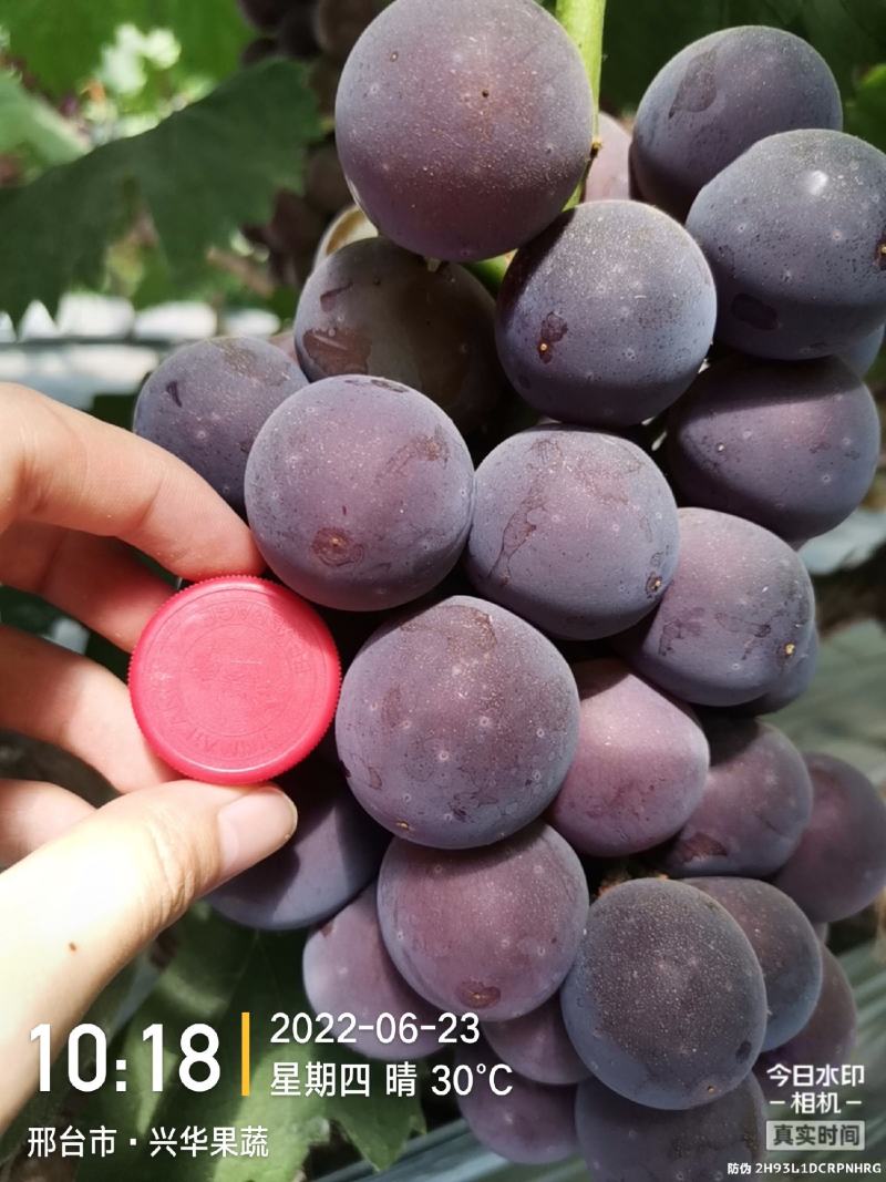 精品乒乓球葡萄产地直供现摘现发价格实惠