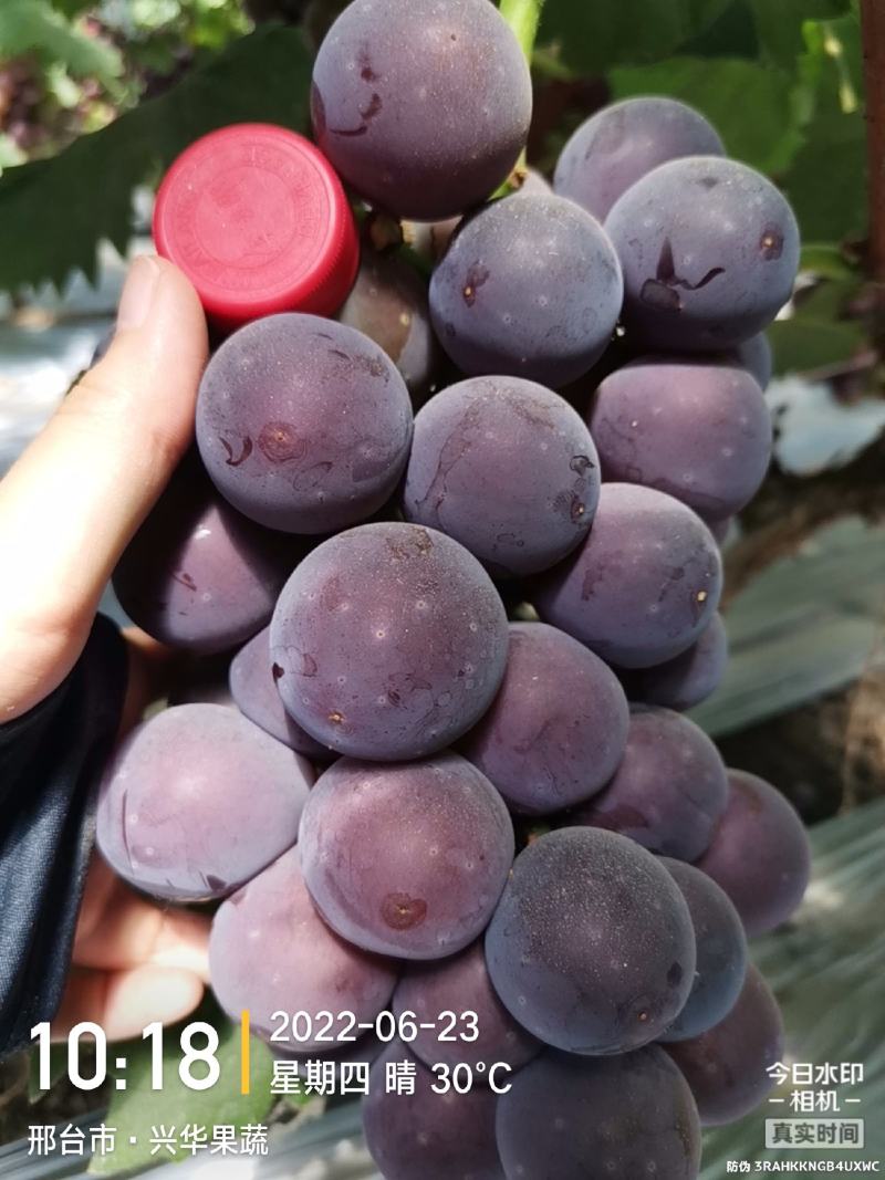 精品乒乓球葡萄产地直供现摘现发价格实惠