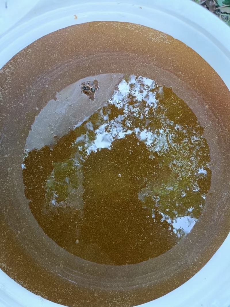 冬蜜枇杷蜜蜂场直供