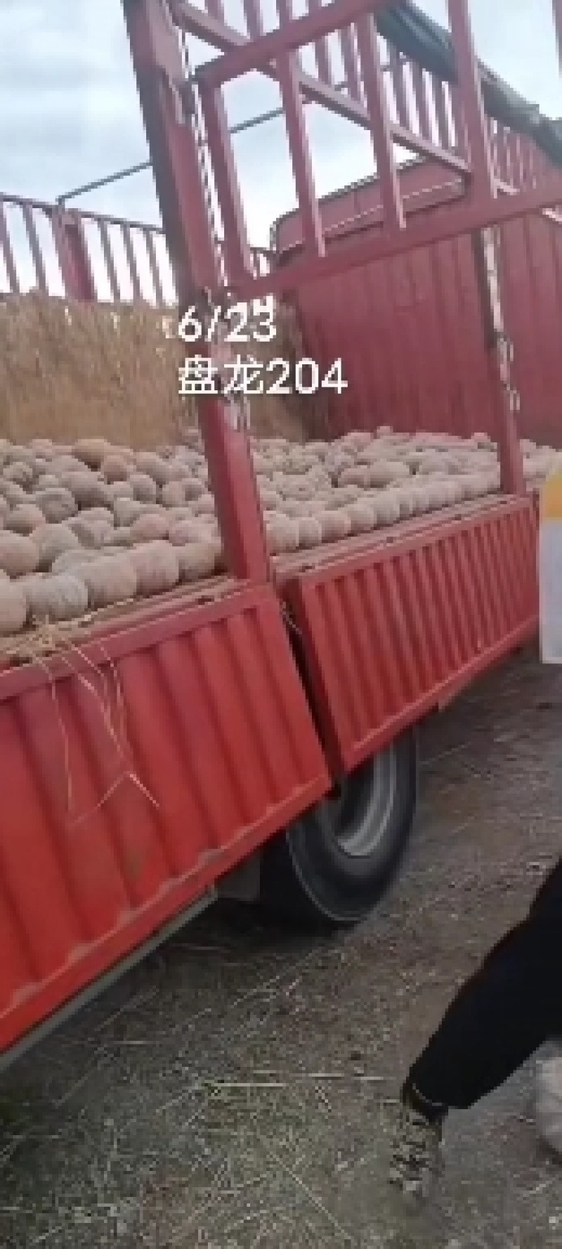 精品南瓜