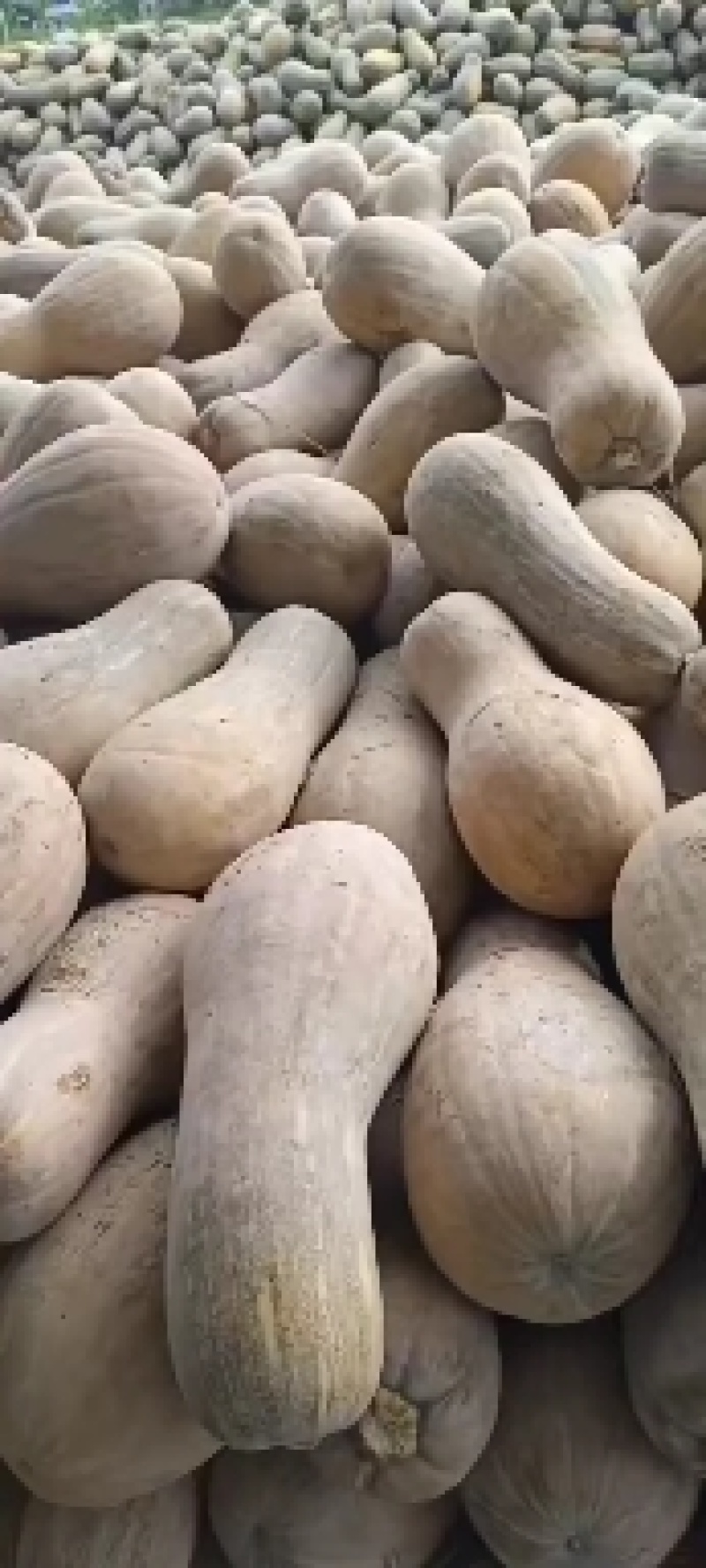 精品南瓜