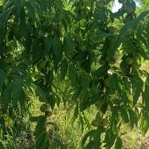 晚熟珍珠枣油桃，即将上市，20天！！