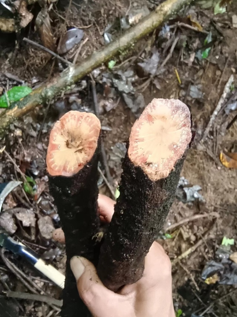 云南特产，血塞通，血通，跑江湖地摊单卖好产品