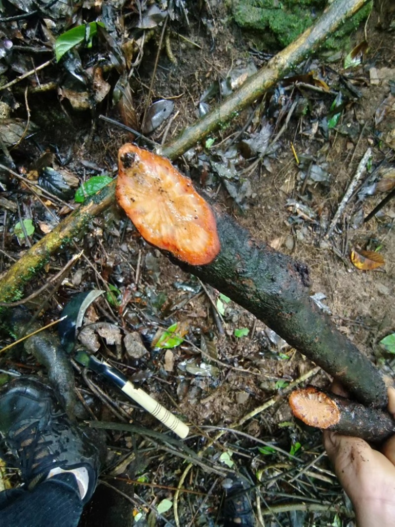 云南特产，血塞通，血通，跑江湖地摊单卖好产品