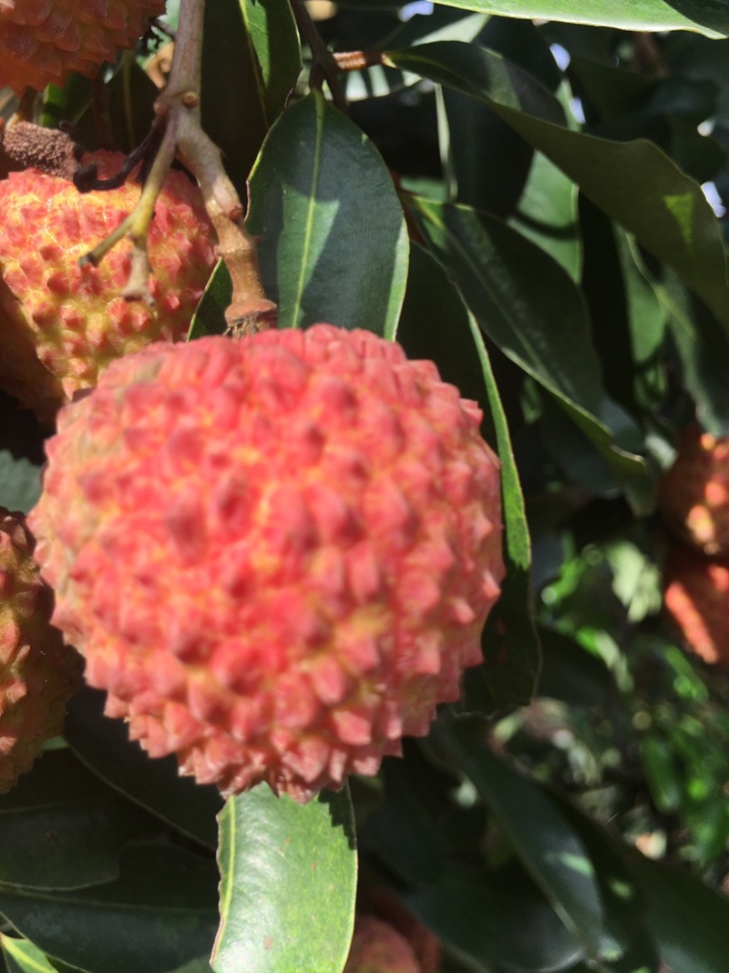 桂味荔枝