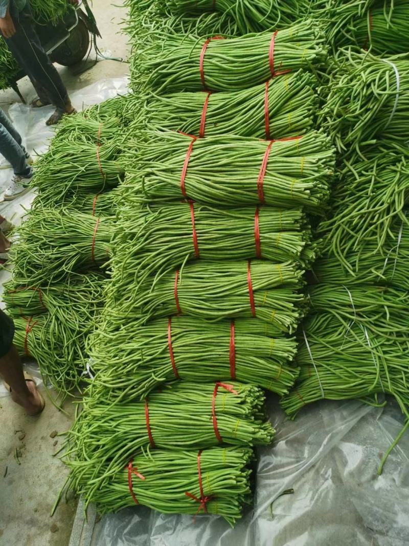 精选豇豆/长豆角上市，产地收购，货源充足，欢迎采购咨询