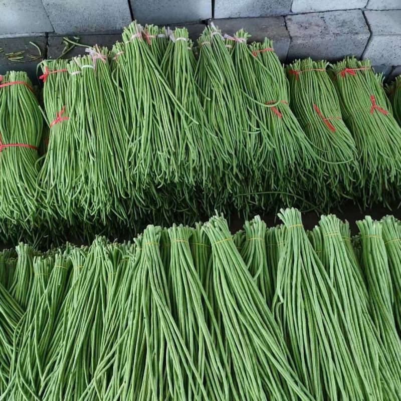 精选豇豆/长豆角上市，产地收购，货源充足，欢迎采购咨询