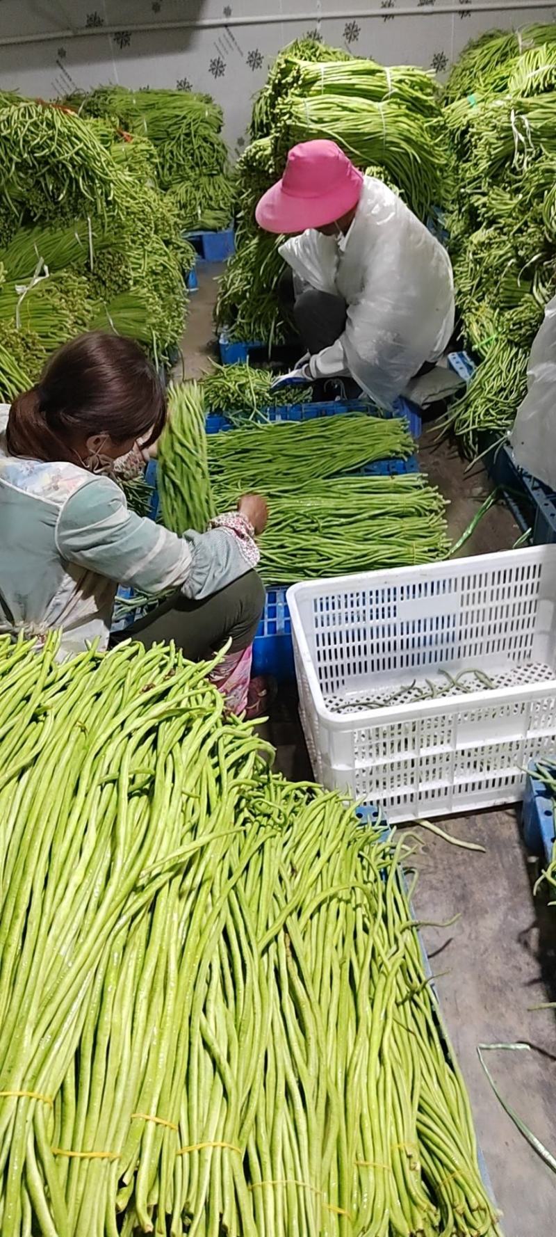 精选豇豆/长豆角上市，产地收购，货源充足，欢迎采购咨询