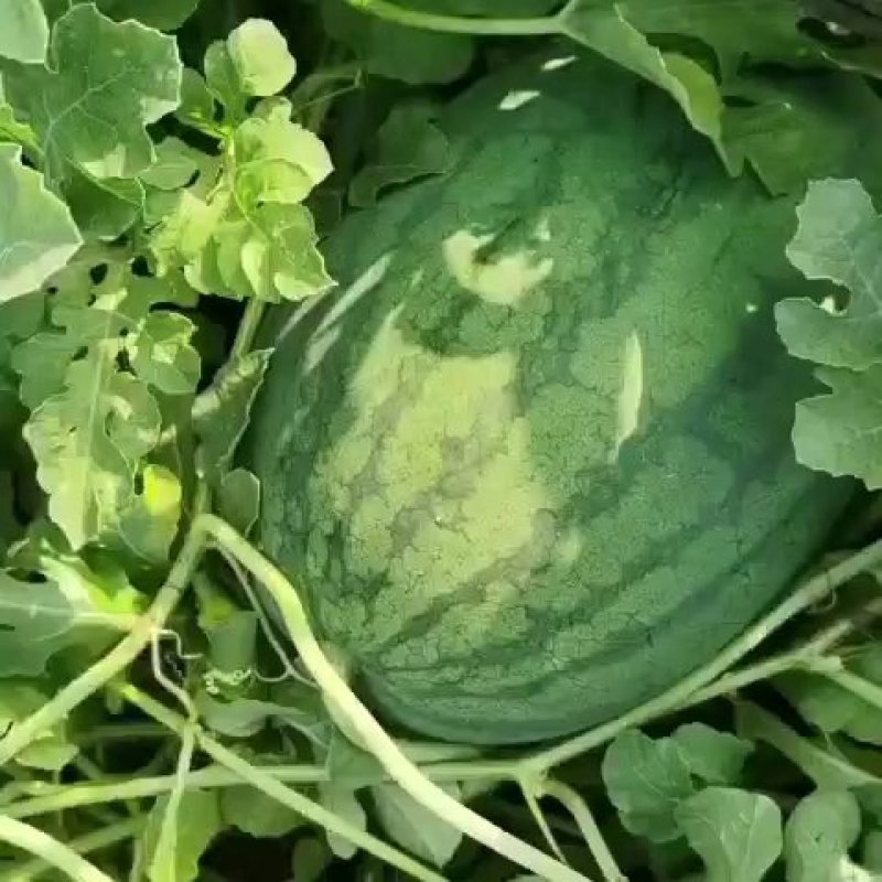 山东菏泽头茬龙卷风西瓜甜度高8斤打底9成熟，代收代发