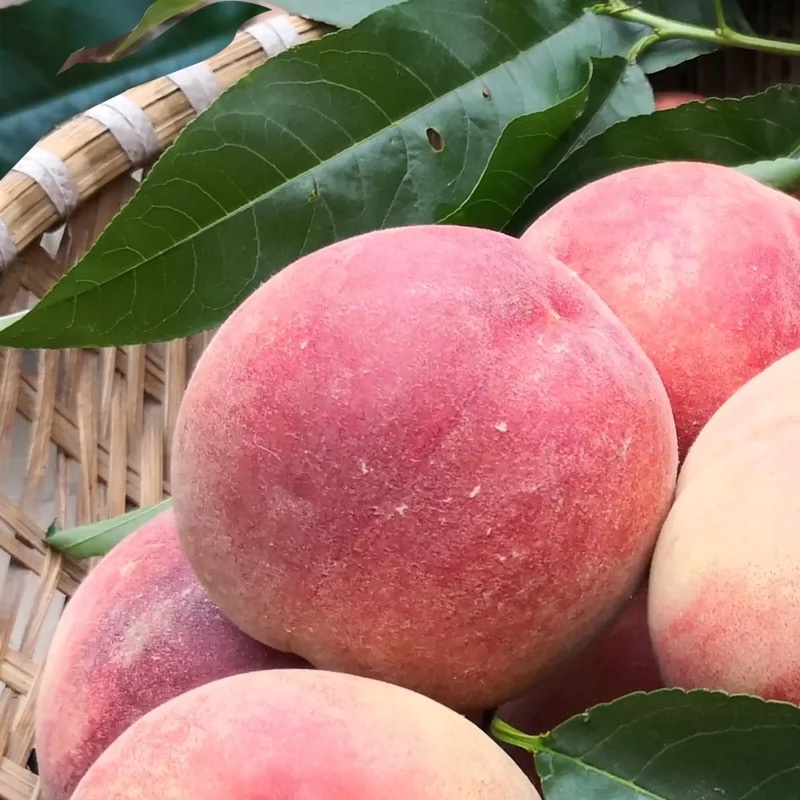 蒙阴县原产地春雪蜜桃10年代办批发诚信认证