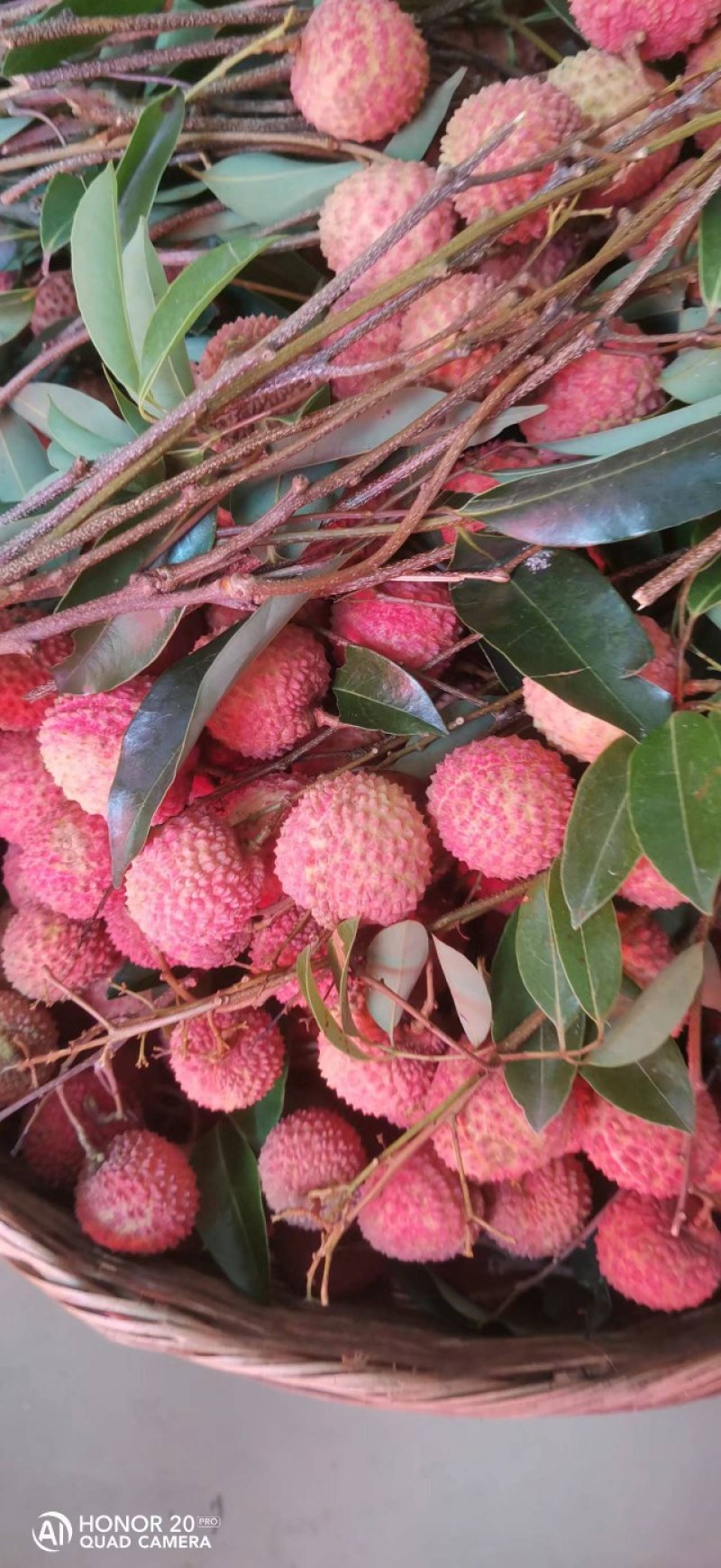 荔枝桂味广东东莞桂味荔枝