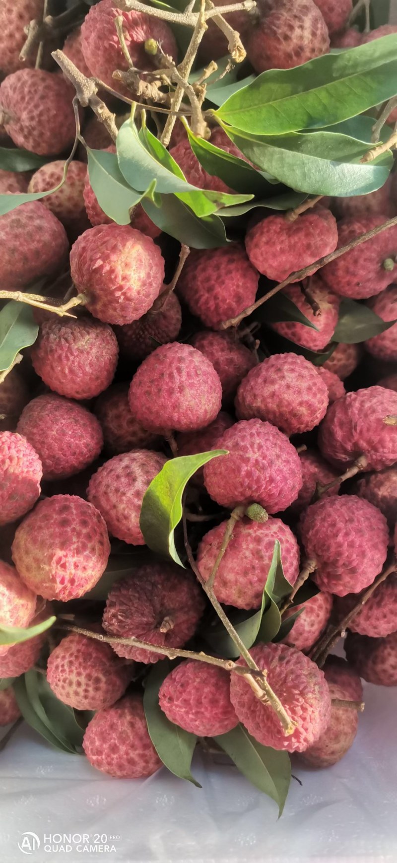 荔枝桂味广东东莞桂味荔枝