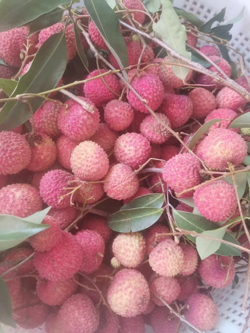 荔枝桂味广东东莞桂味荔枝