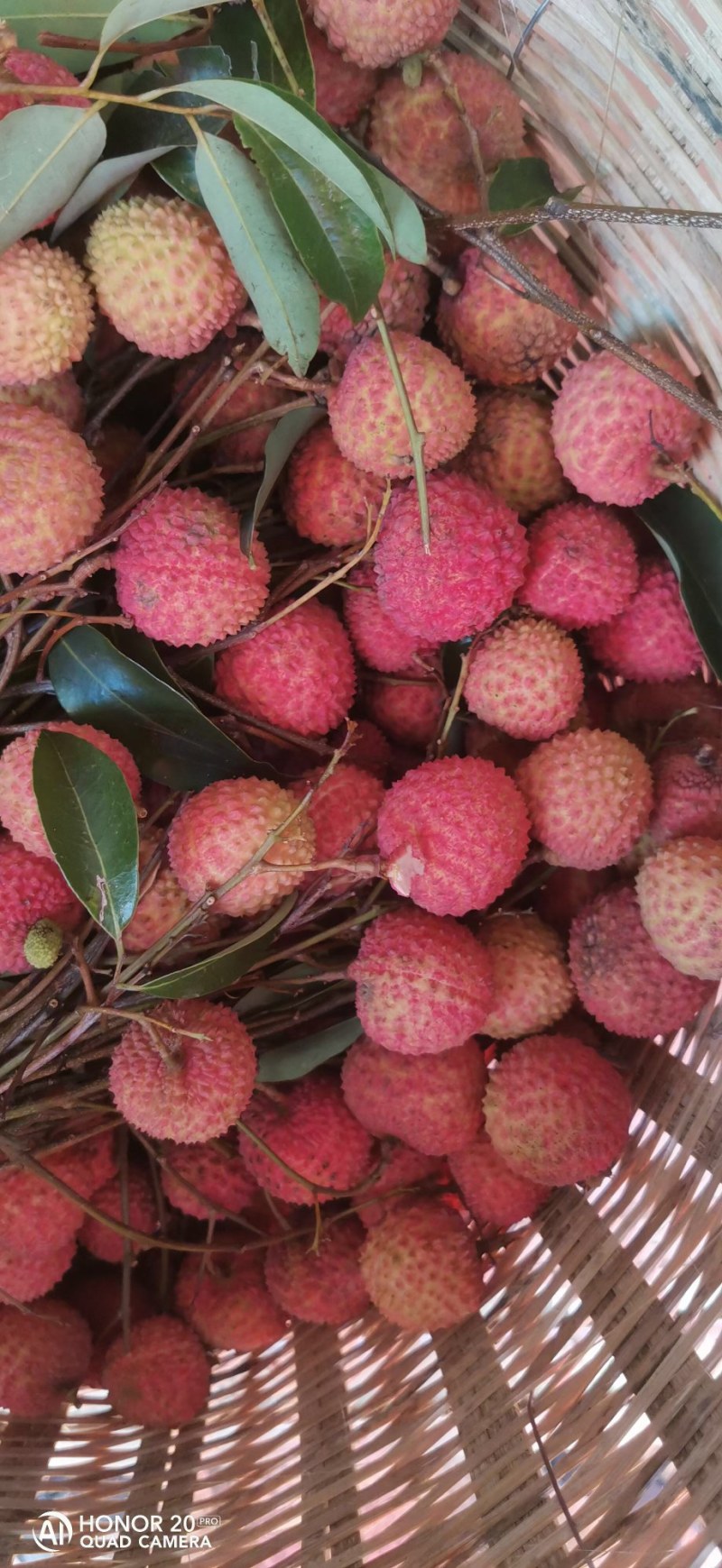 荔枝桂味广东东莞桂味荔枝