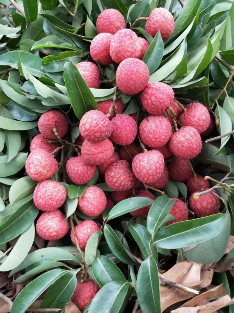 荔枝桂味广东东莞桂味荔枝