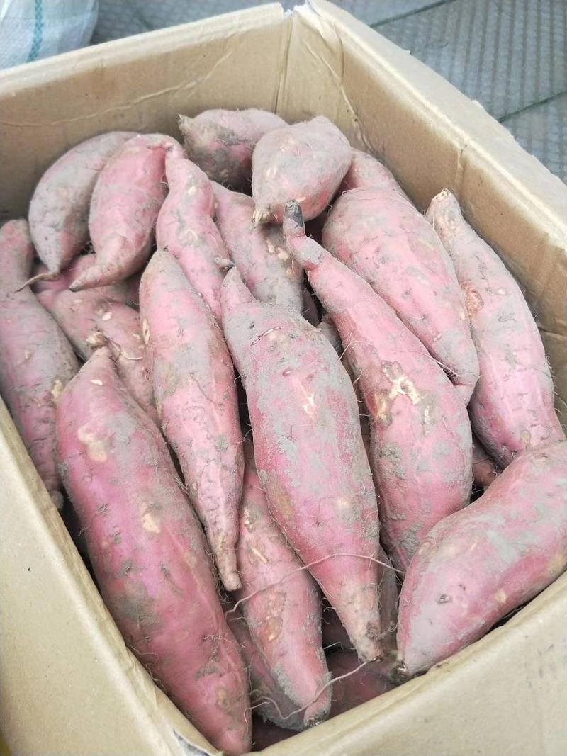 唐山蜜薯烤蜜薯河北蜜薯烟薯专业烤红薯供货常年供应