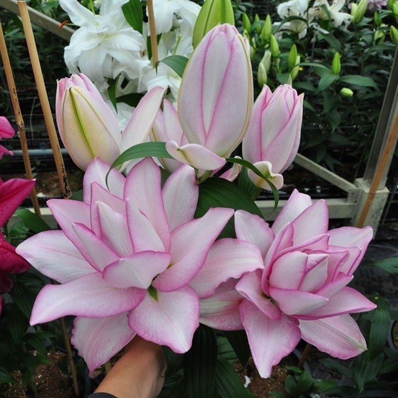 进口香水百合种球大重瓣四季开花室内盆栽观花植物冬季好养活
