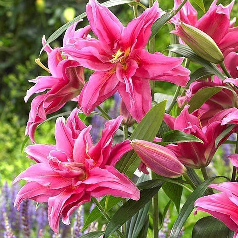 进口香水百合种球大重瓣四季开花室内盆栽观花植物冬季好养活