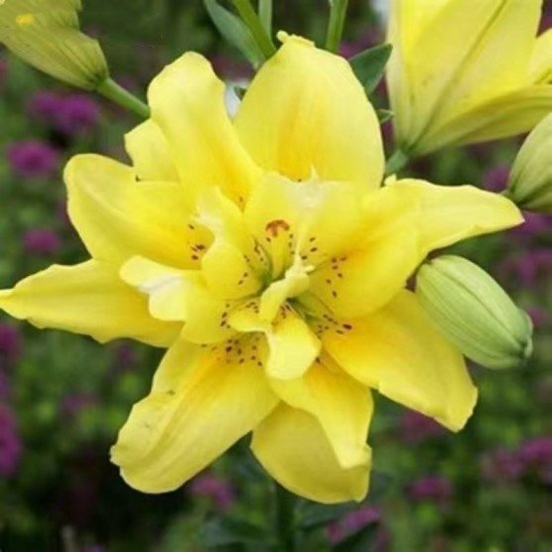 进口香水百合种球大重瓣四季开花室内盆栽观花植物冬季好养活