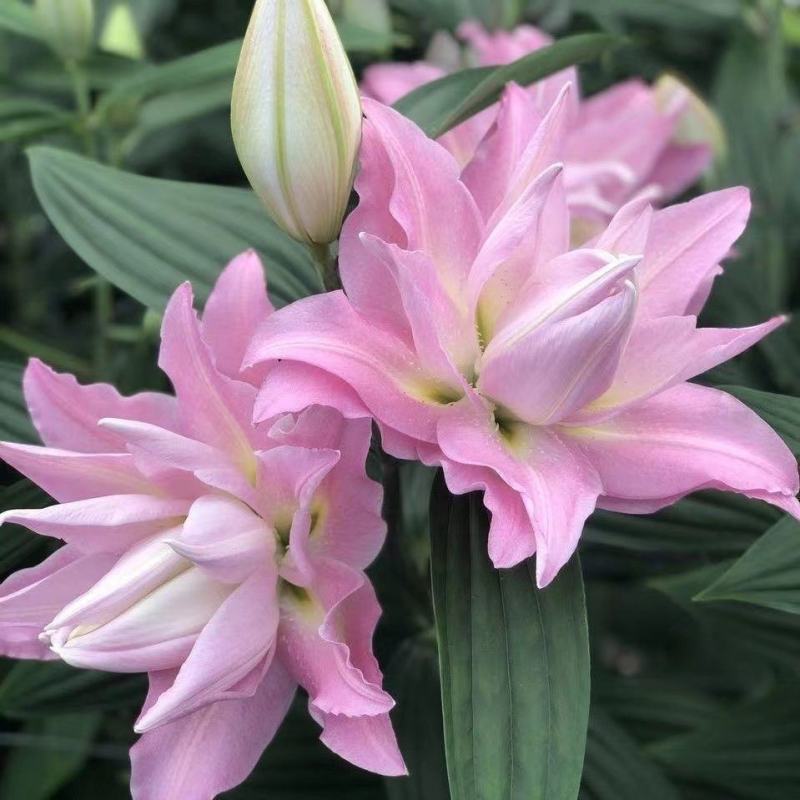 进口香水百合种球大重瓣四季开花室内盆栽观花植物冬季好养活