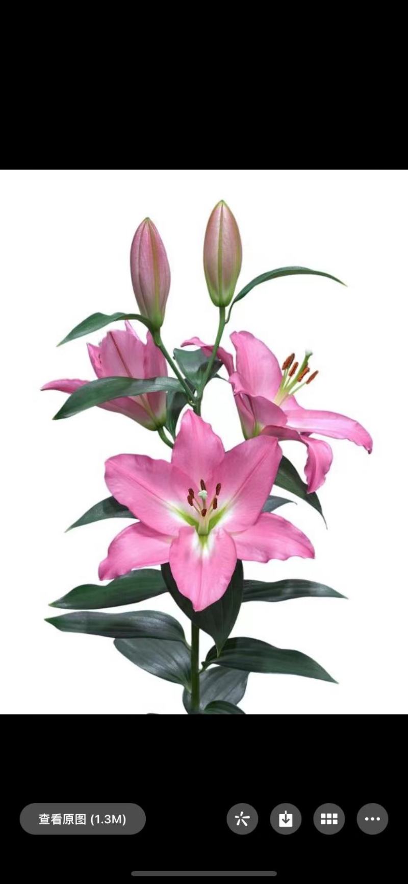 进口香水百合种球大重瓣四季开花室内盆栽观花植物冬季好养活
